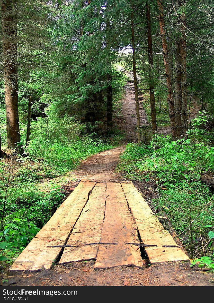 The bridge in a coniferous wood. Russia. The bridge in a coniferous wood. Russia