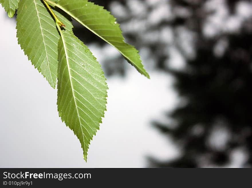 Foliage elm after rain on background dull sky