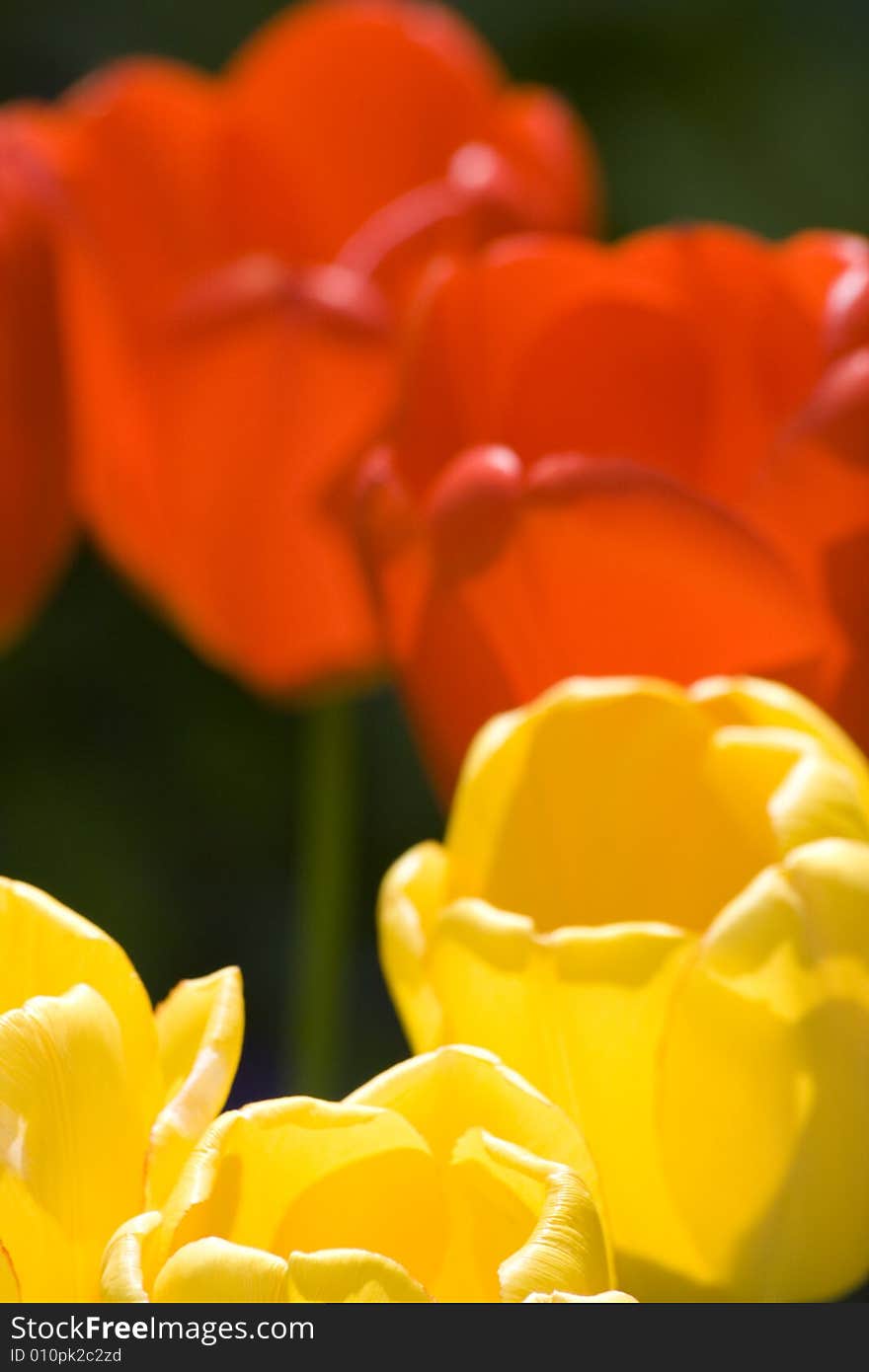 Macro close-up bunch of yellow and red tulips