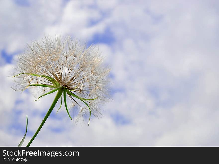 Dandelion blow-ball against summer cloudy sky.