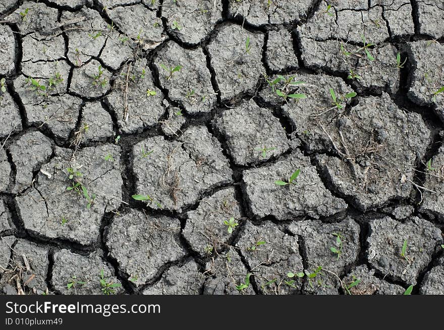 Structure of dry soil and young plants