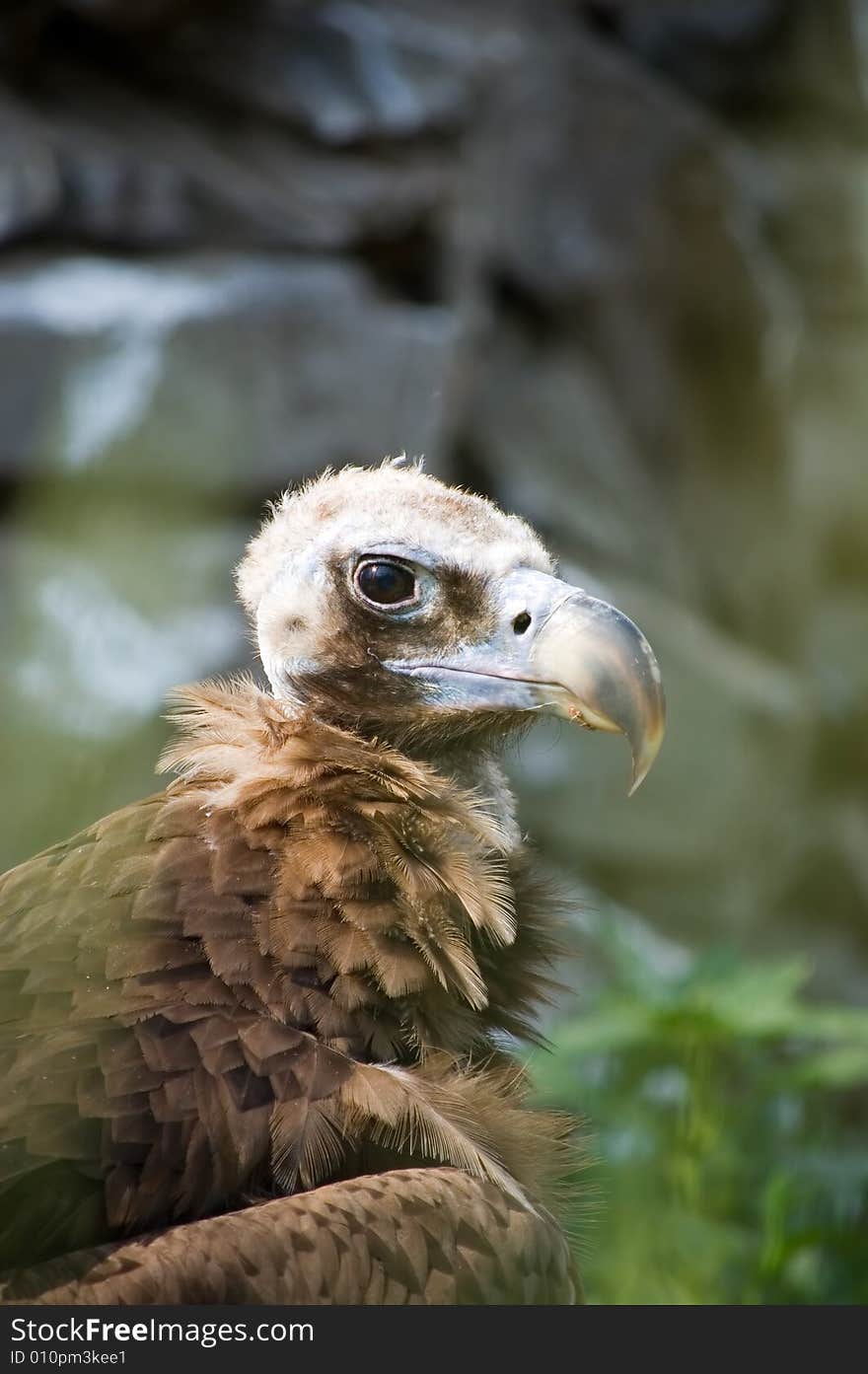 Head of white-tailed sea eagle  (hawk family)