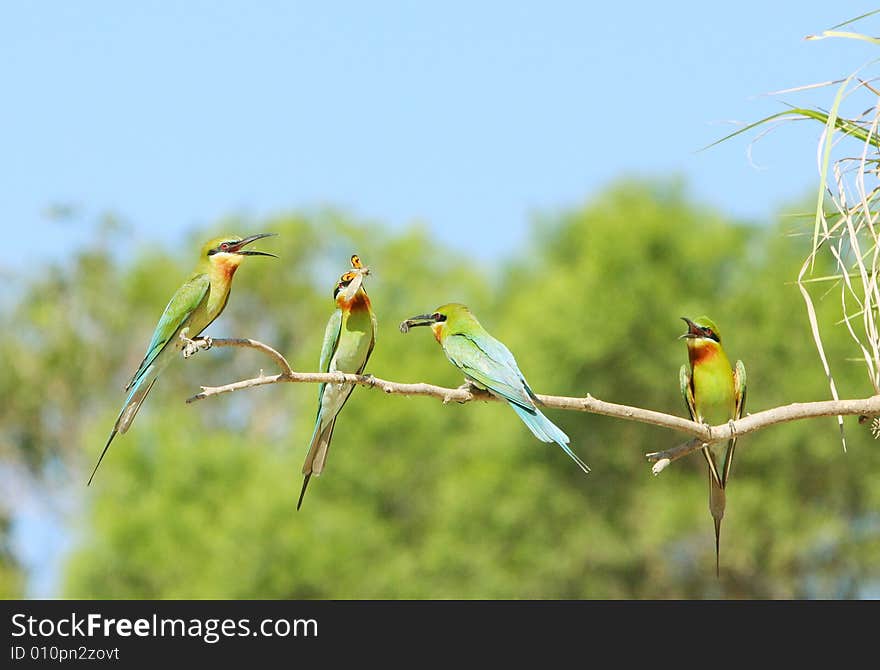 Bee-eater