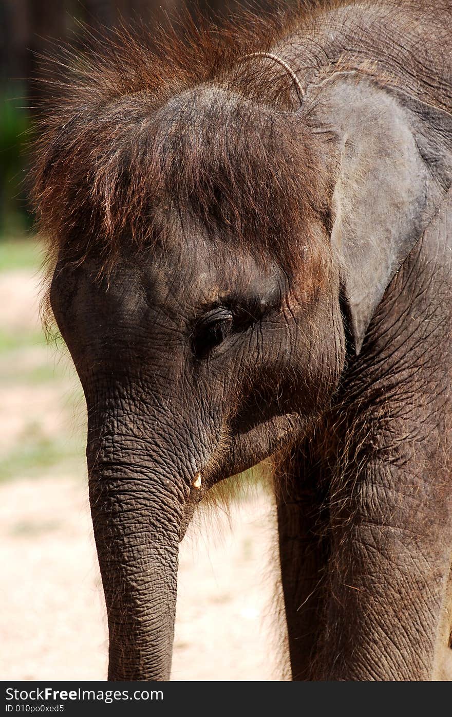 Baby Asian Elephant