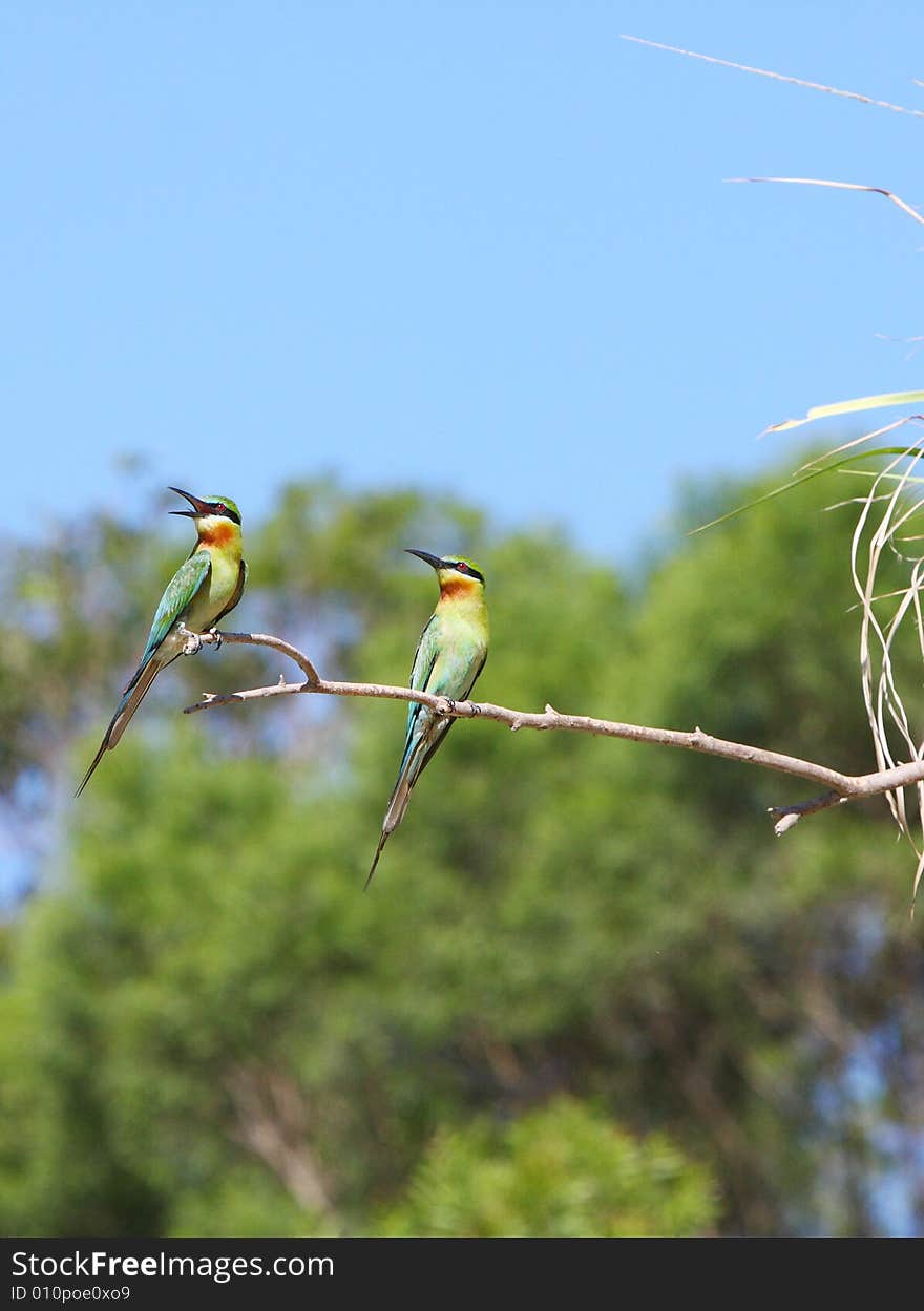 Two bee-eaters stand on tree.