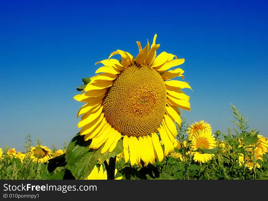 Alone sunflower over cloudy blue sky