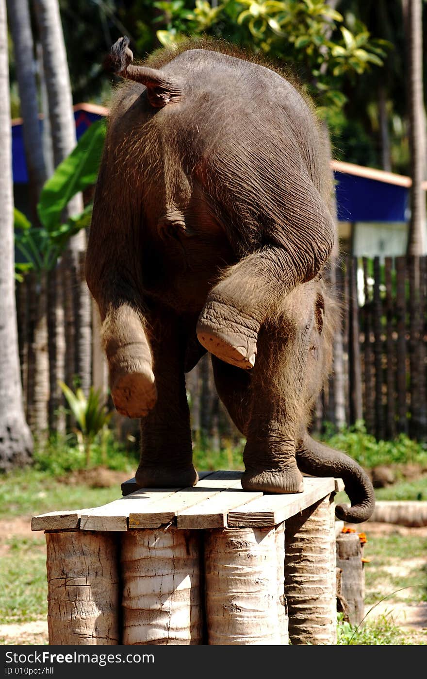 Baby elephant standing on it s head