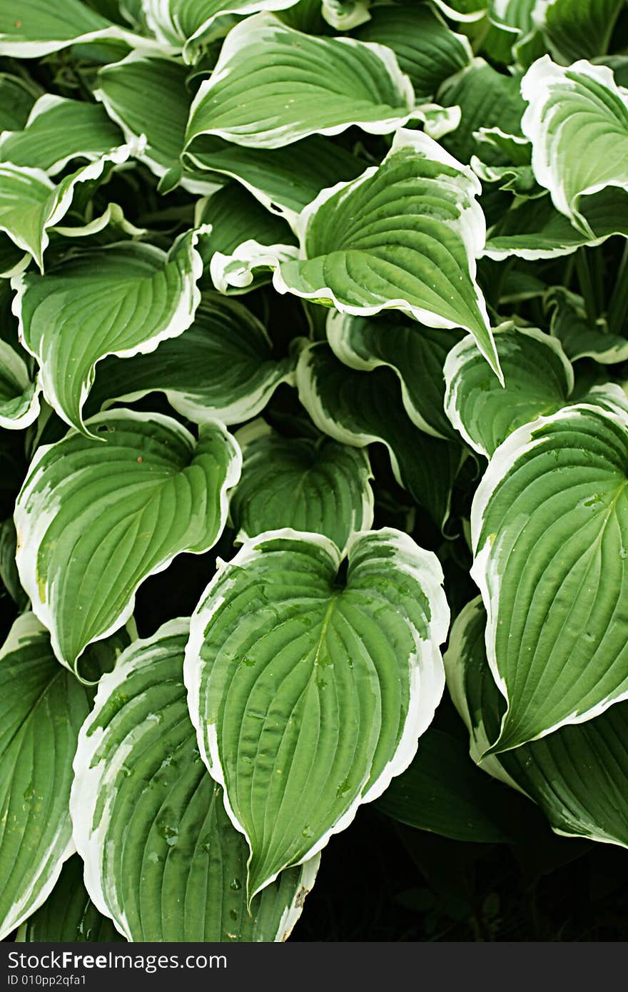 Hosta Silver Crown