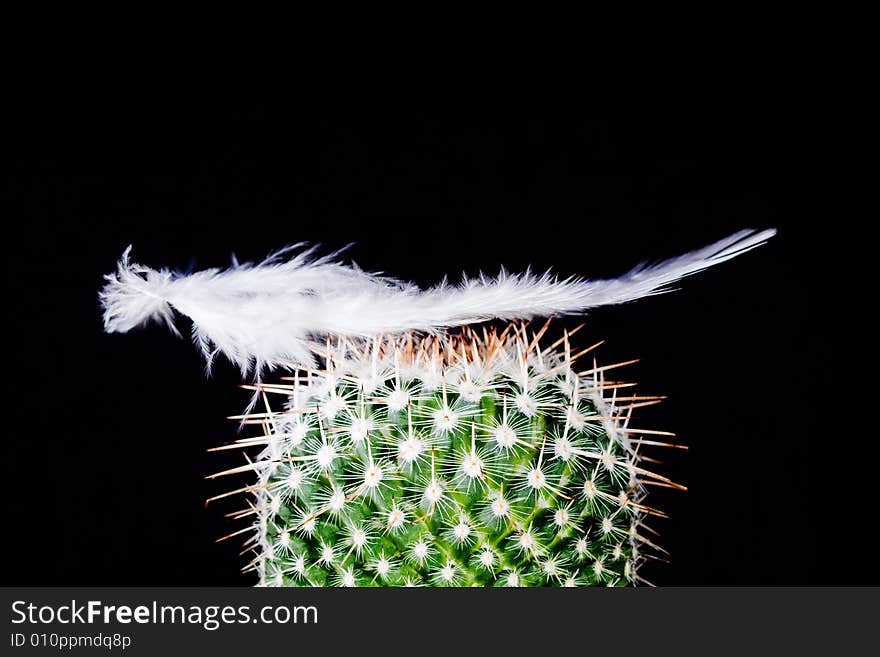 A feather is falling on a cactus