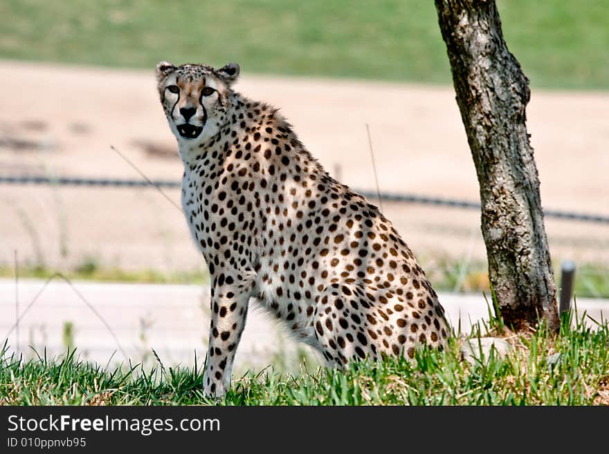 The Lioness is sitting under the tree