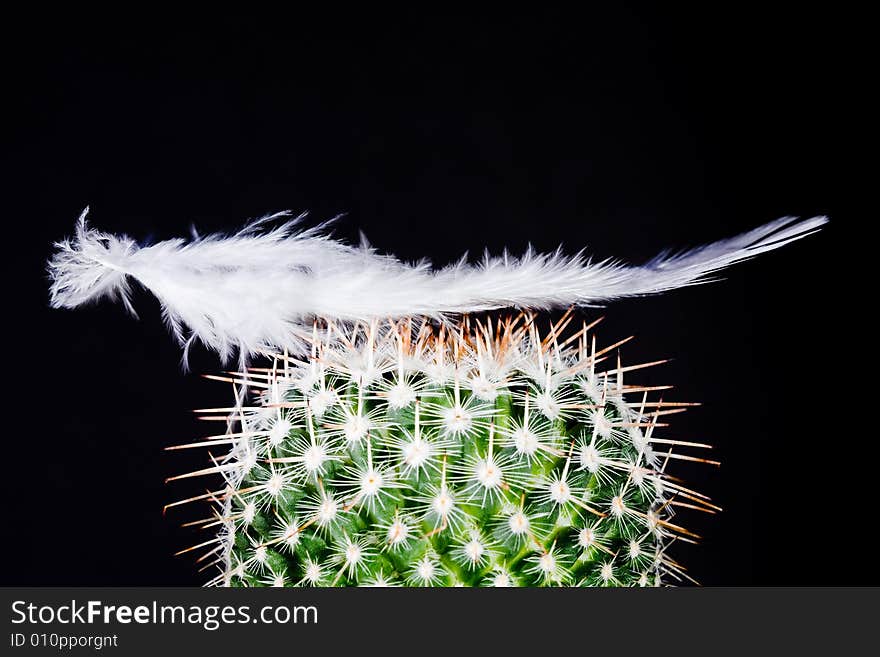 A feather is falling on a cactus. A feather is falling on a cactus