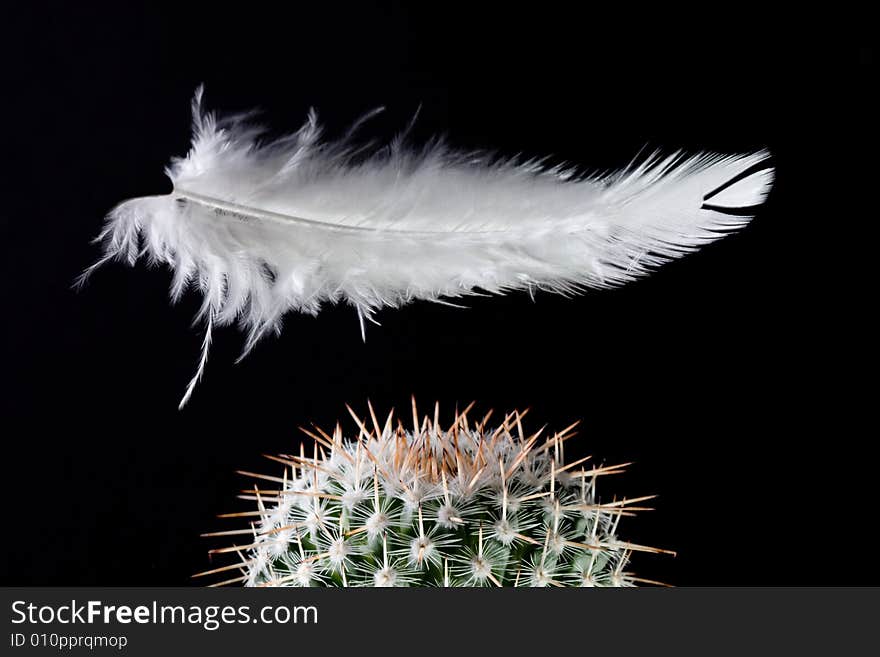 A feather falling on a cactus. A feather falling on a cactus