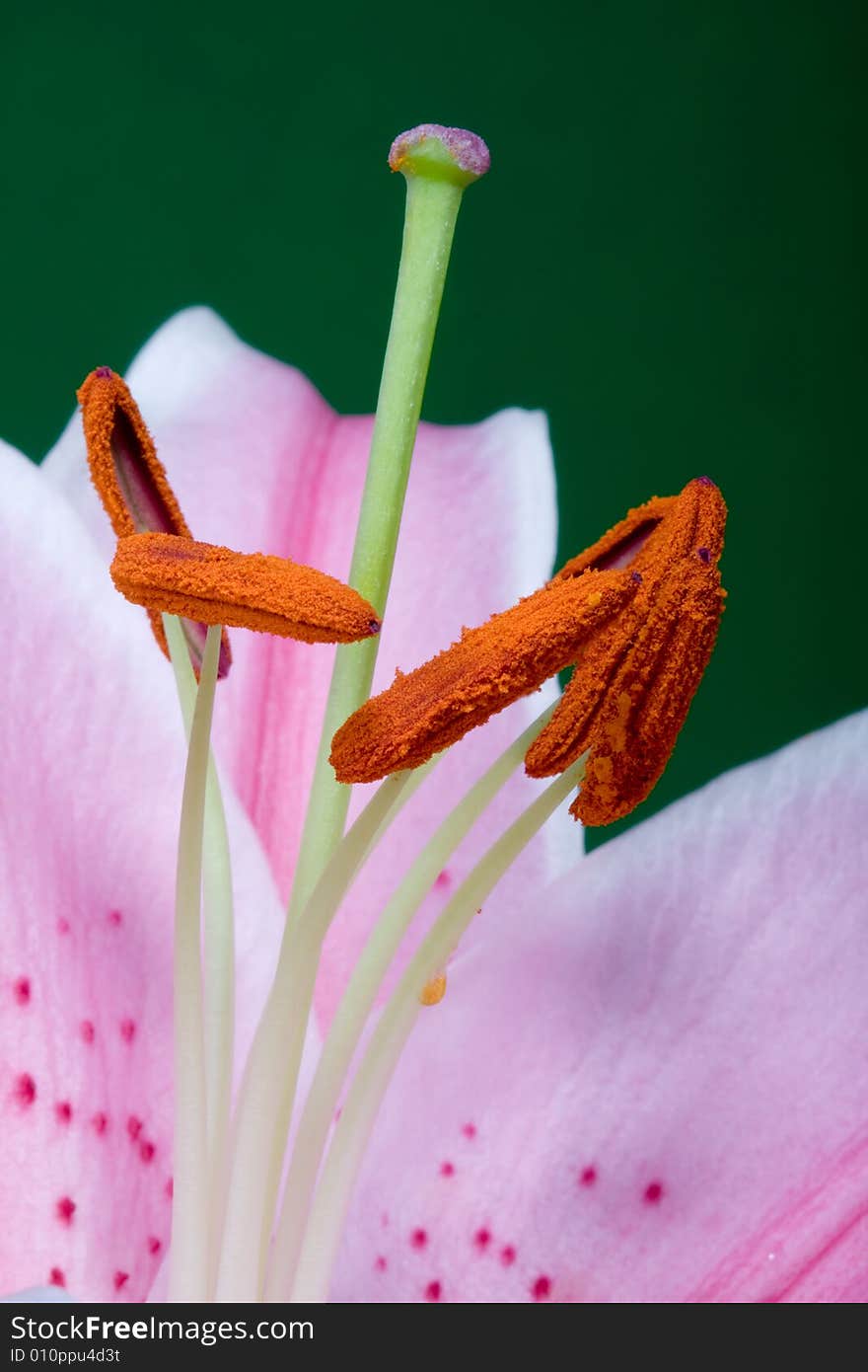 A macro pink colored lily in a black background. A macro pink colored lily in a black background.