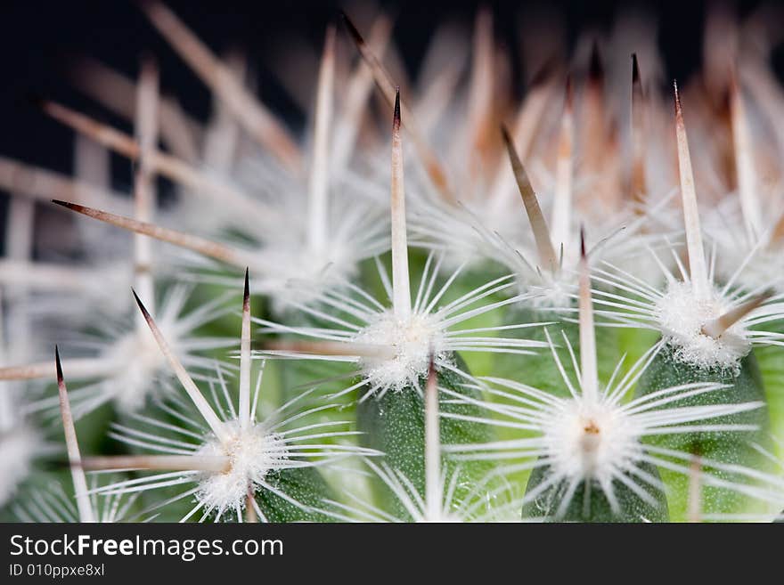 The cactus thorns and flowers. The cactus thorns and flowers