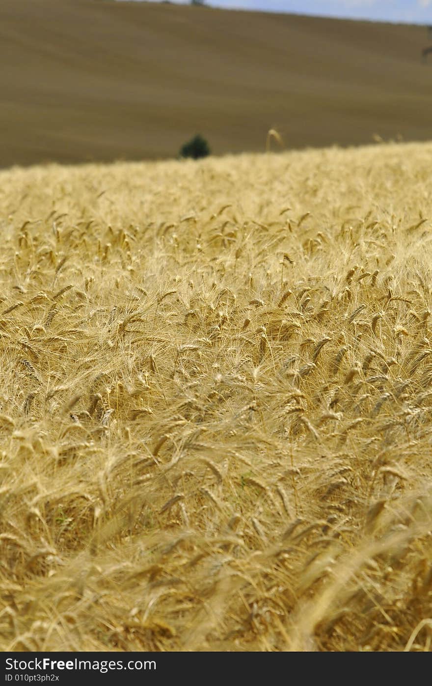 Ready for harvest in France