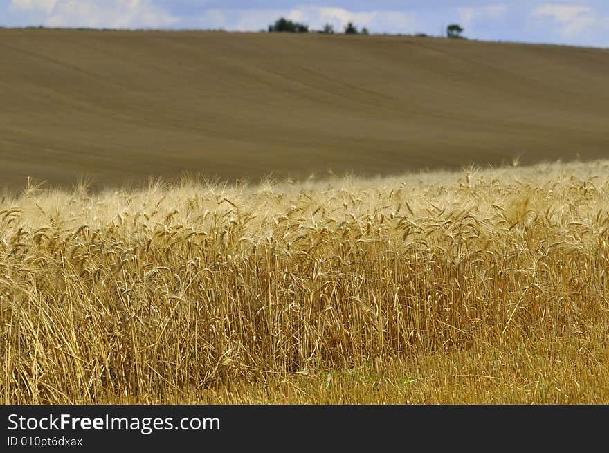 The barley field in south of France