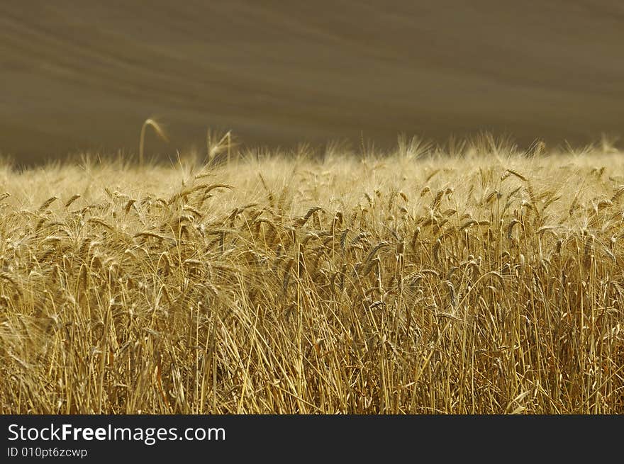 Harvest