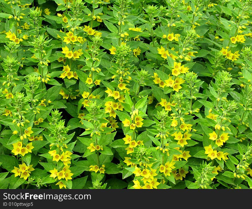 Blooming yellow flowers as background