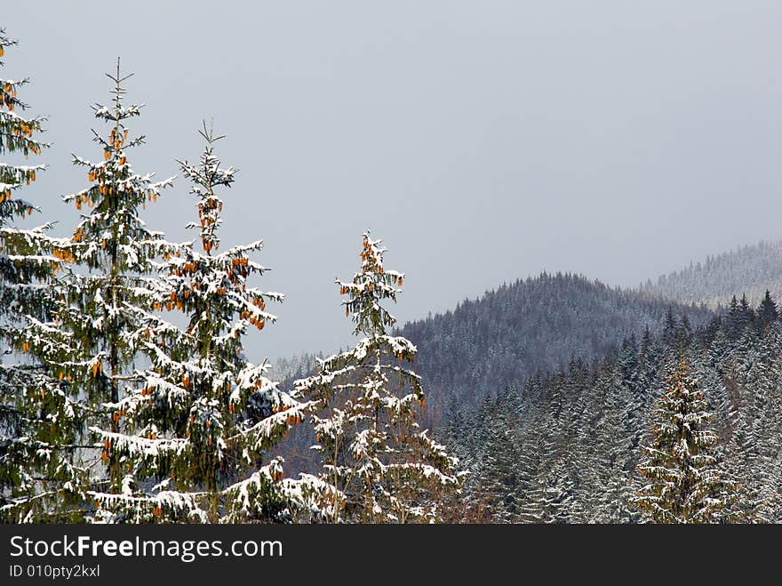 Cones on fir tree