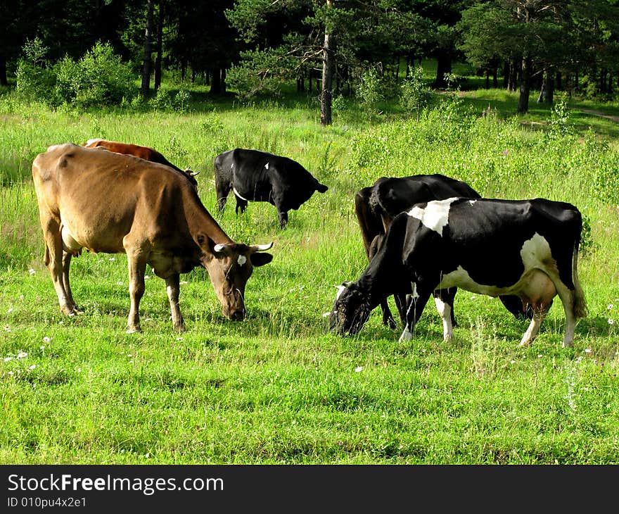 Cows grazing on the meadow in forest