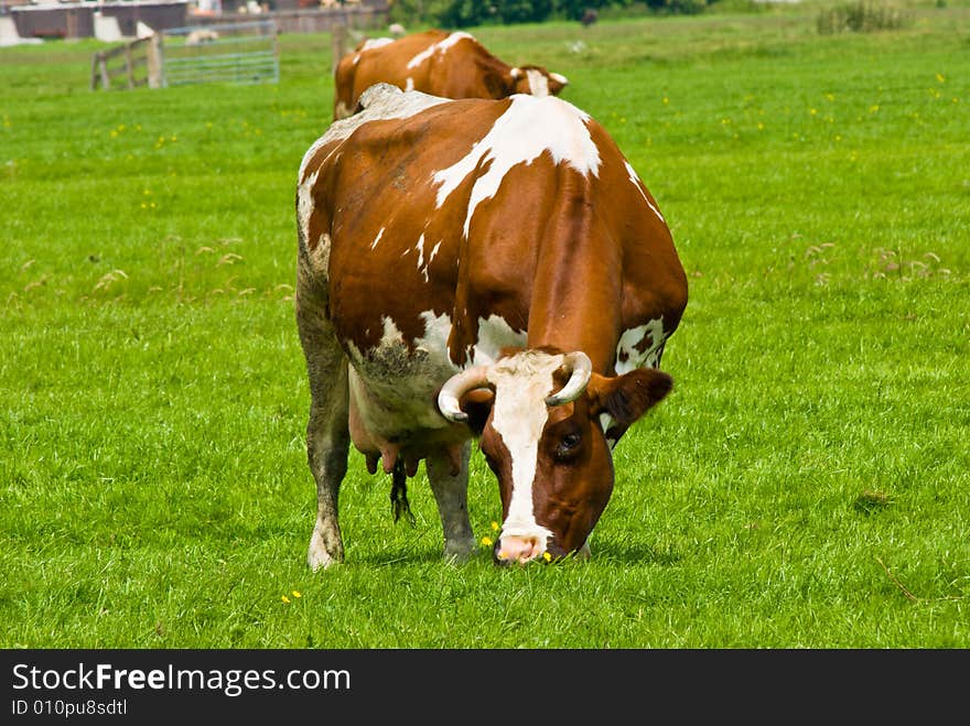 Cows walking on a Field. Cows walking on a Field