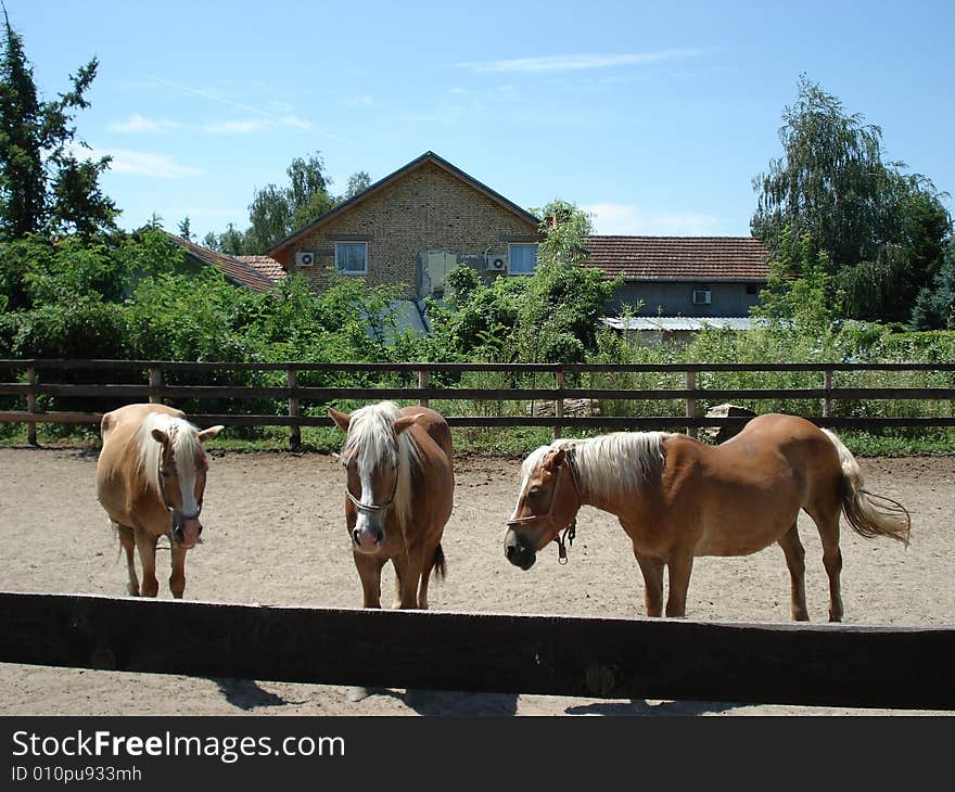 Brown horses