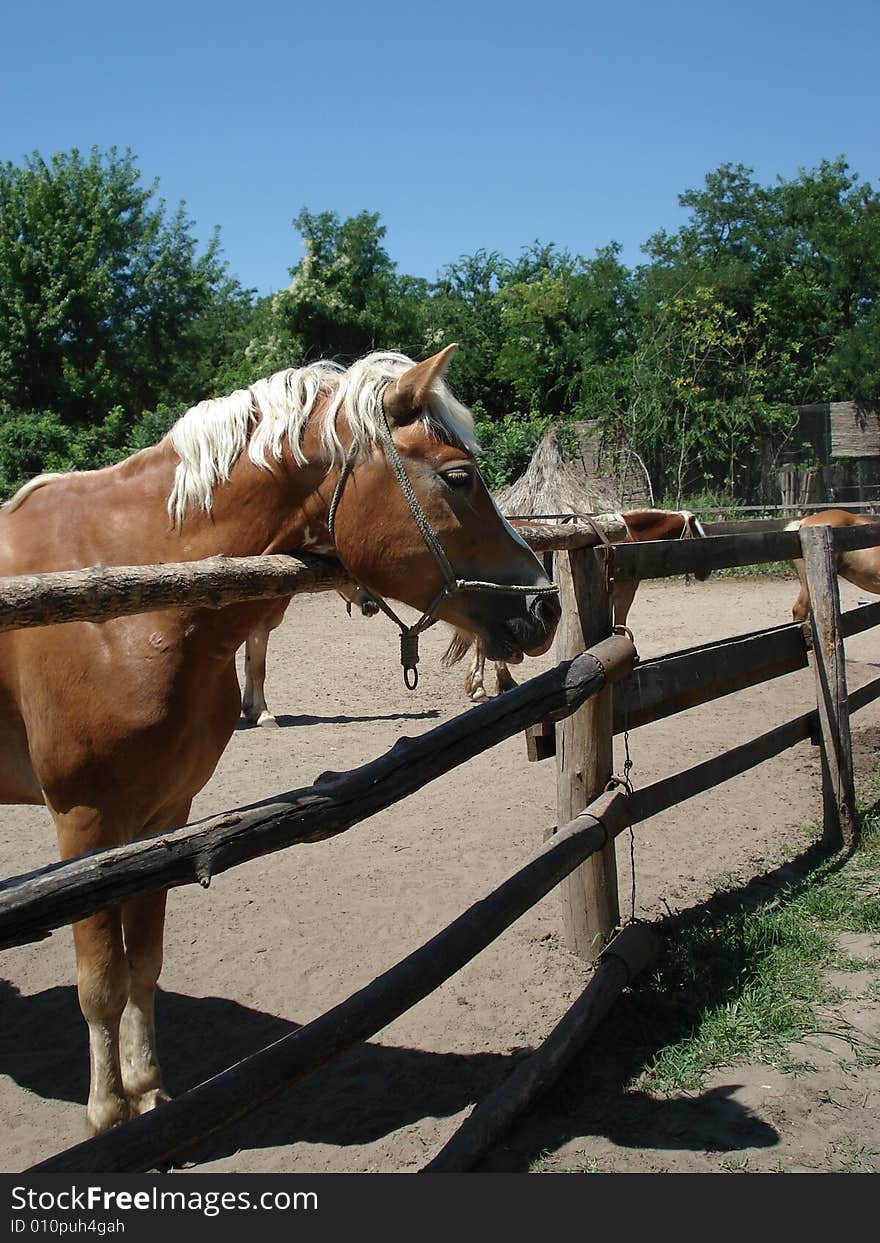 Beautiful Brown Horse