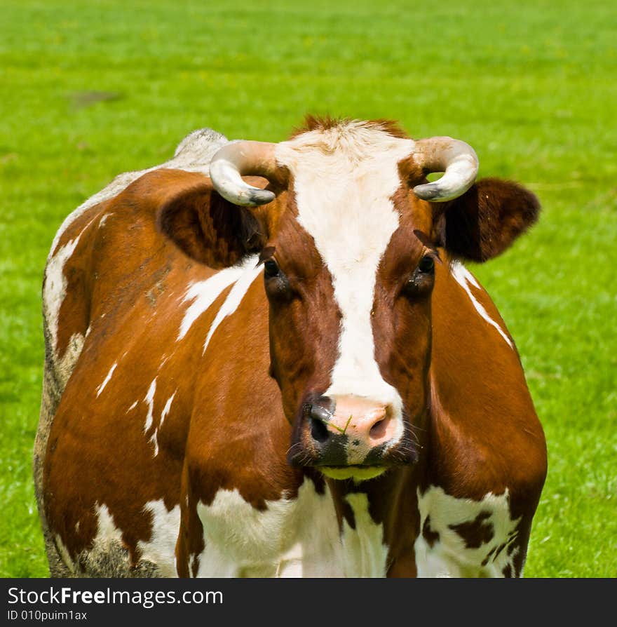 Cow Portrait