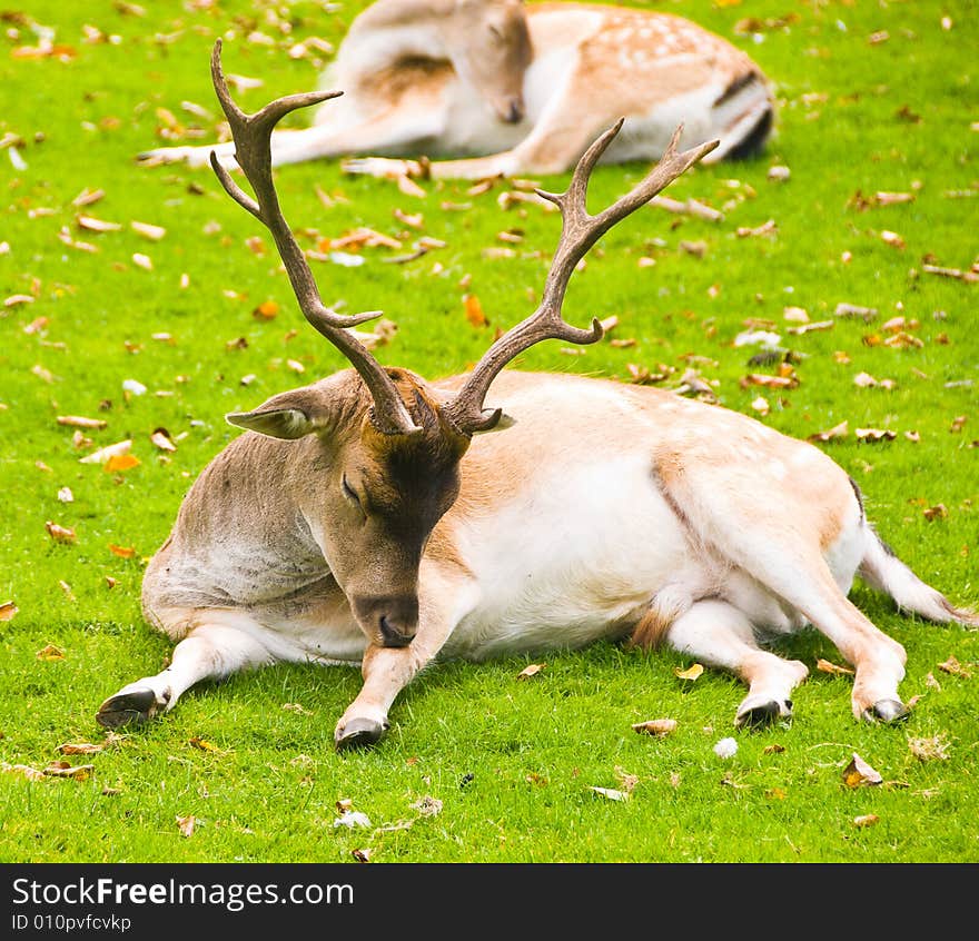 Deer laying on a grass. Deer laying on a grass.