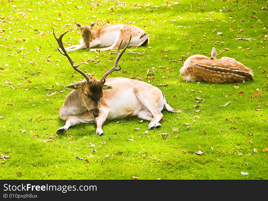 Group of Deers