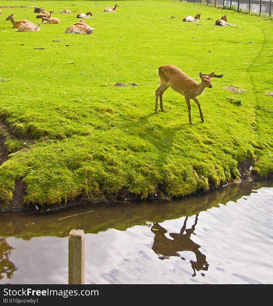 Young Deers