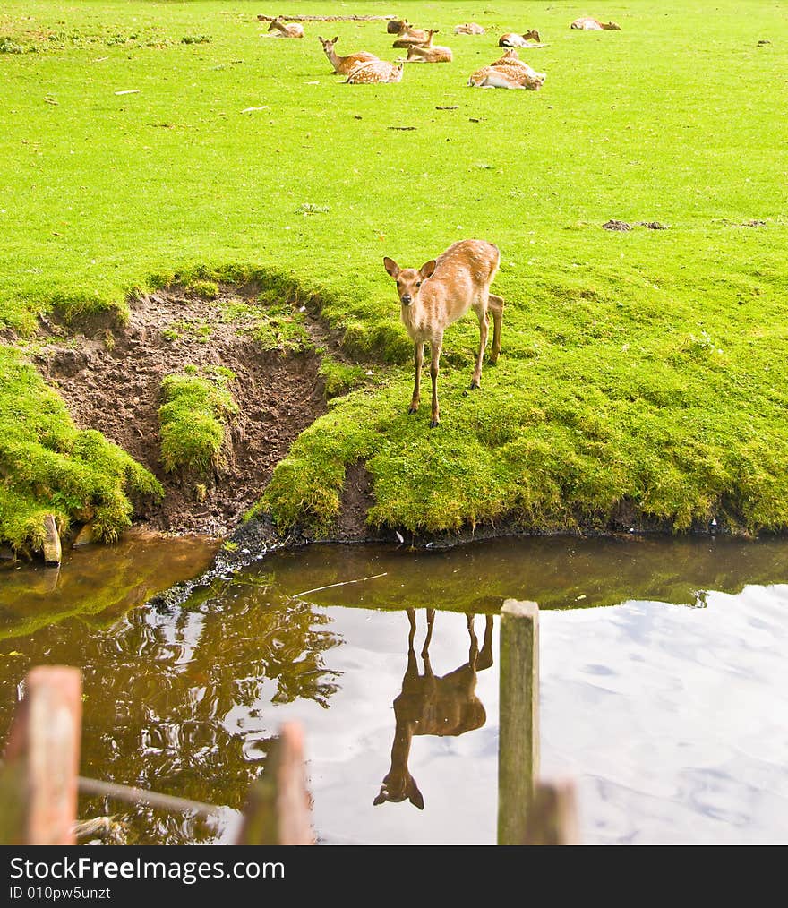 Young Deers