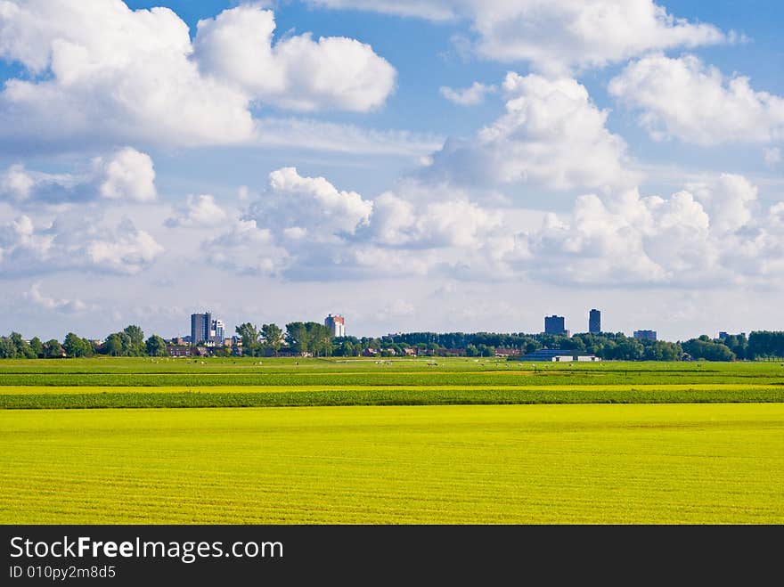 Meadow and Skyscrapers