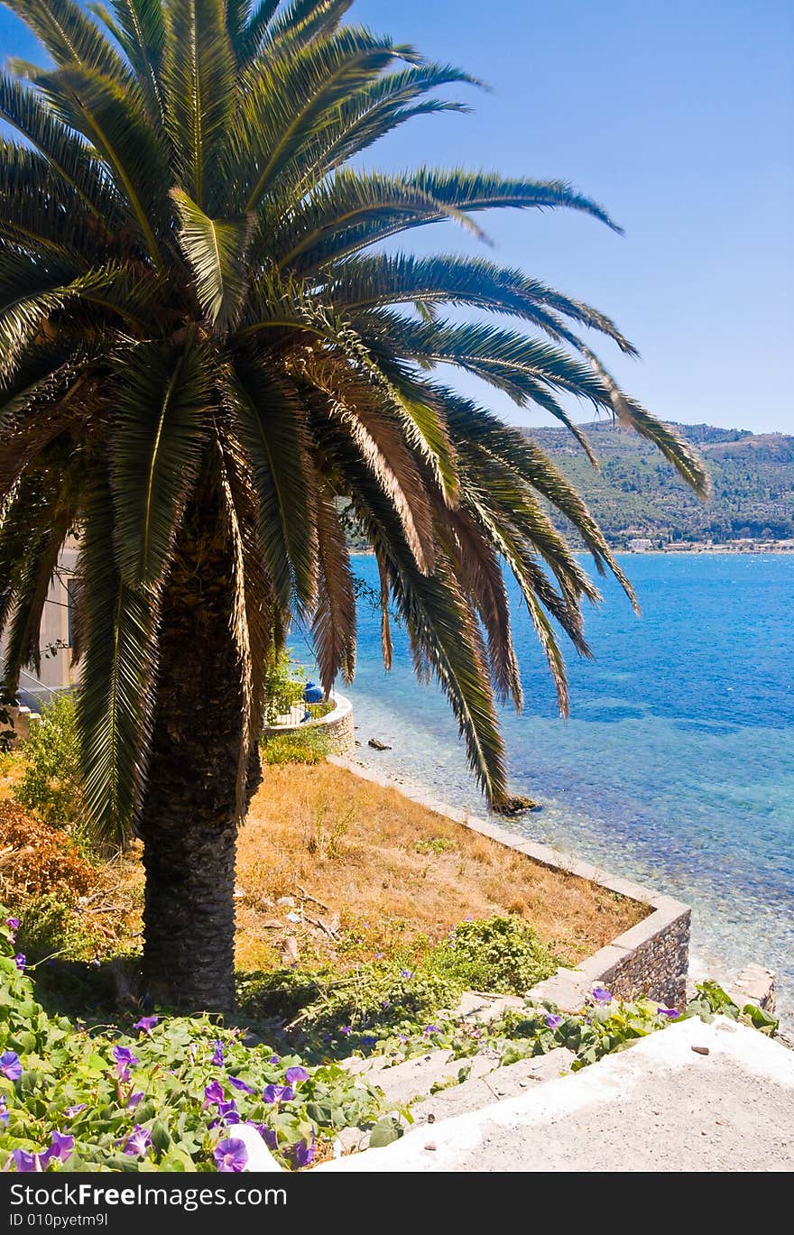 Palm tree on a beach. Samos Island, Greece.