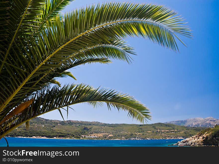 Palm tree on a beach. Samos Island, Greece.