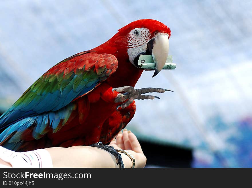 Red Macaw show with money