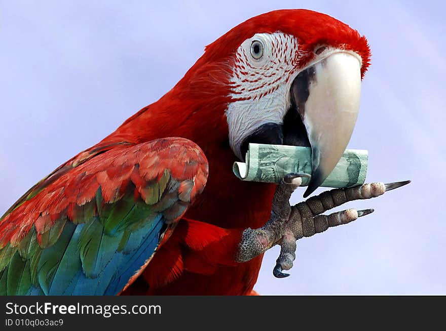 Red Macaw show with money