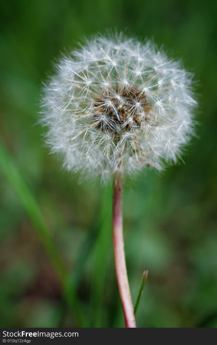 White dandelion on the green grass. Narrow depth of field. White dandelion on the green grass. Narrow depth of field.