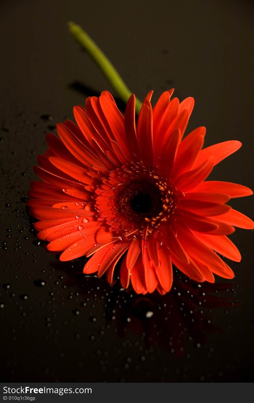 Red flower isolated on black