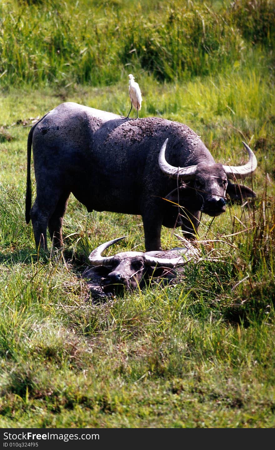 Water buffalo