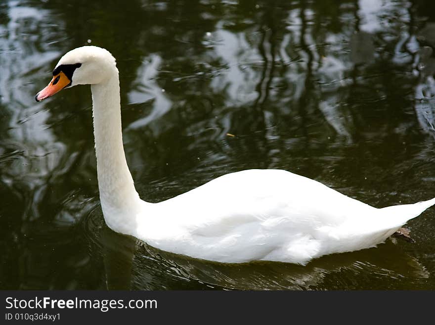 Swan