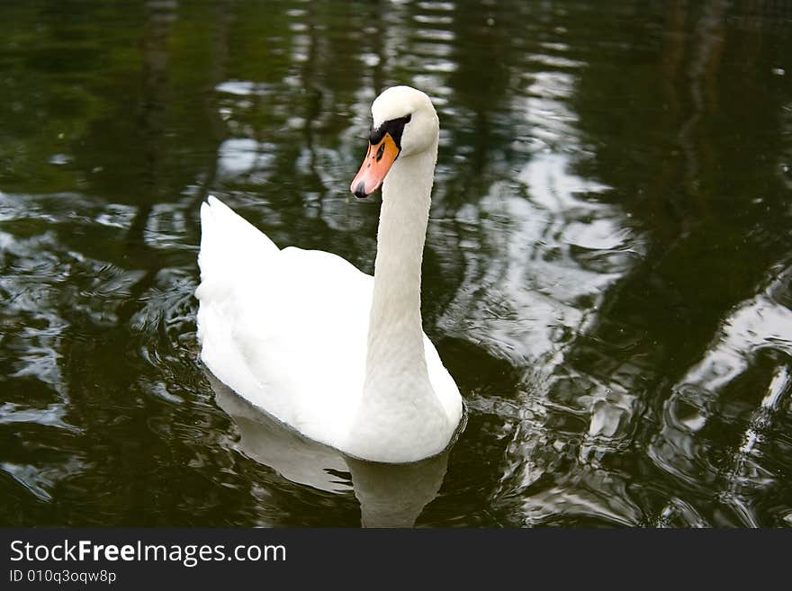 Swan