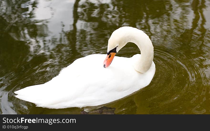 Swan