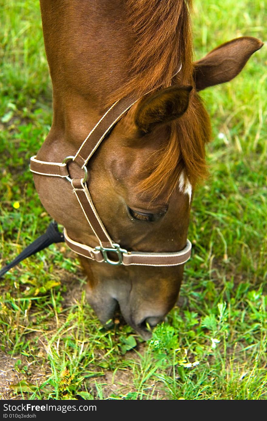 Brown horse on the grass