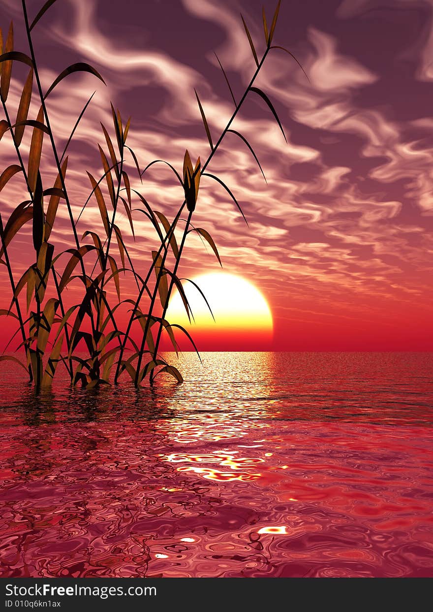 Water plants on a sea sunset  background. Water plants on a sea sunset  background.