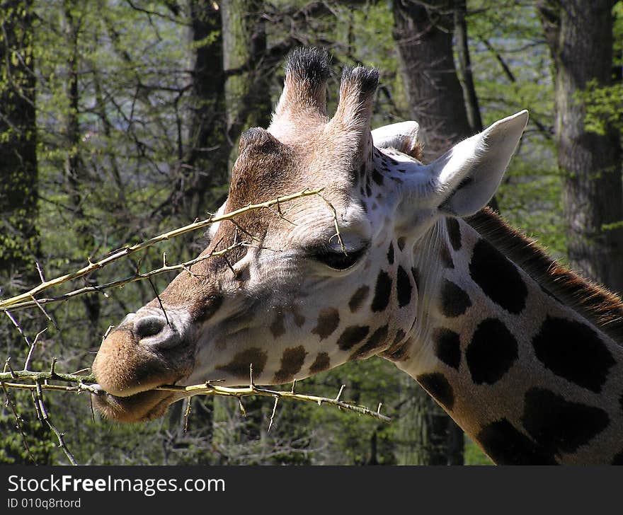 Giraffe in the ZOO Zlin