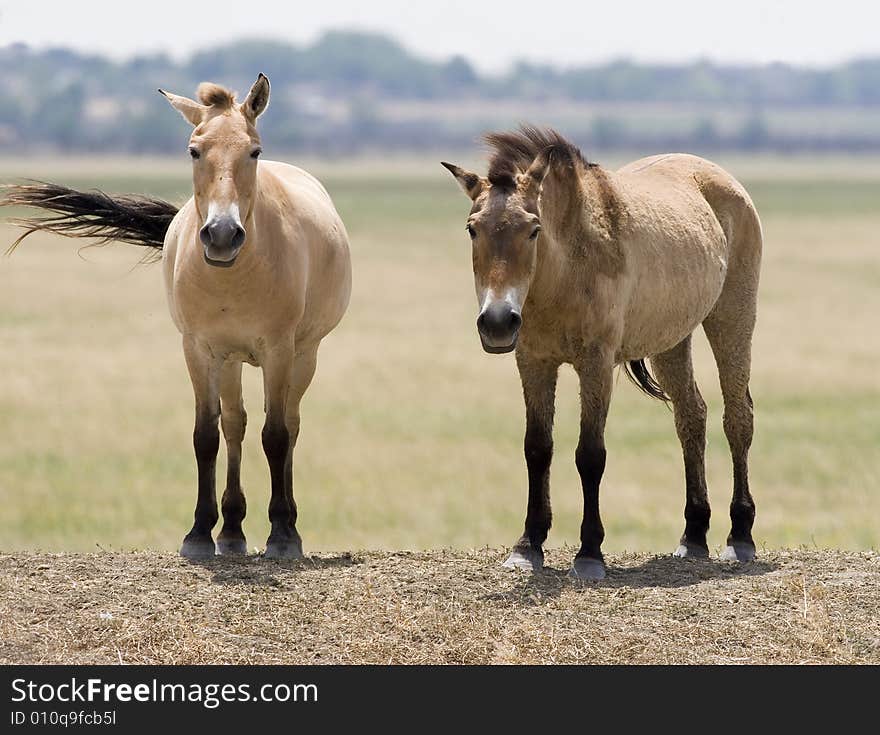 Two horses have stopped and look at people