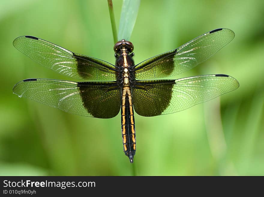 Dragonfly libellula luctuosa resting on a blade of grass