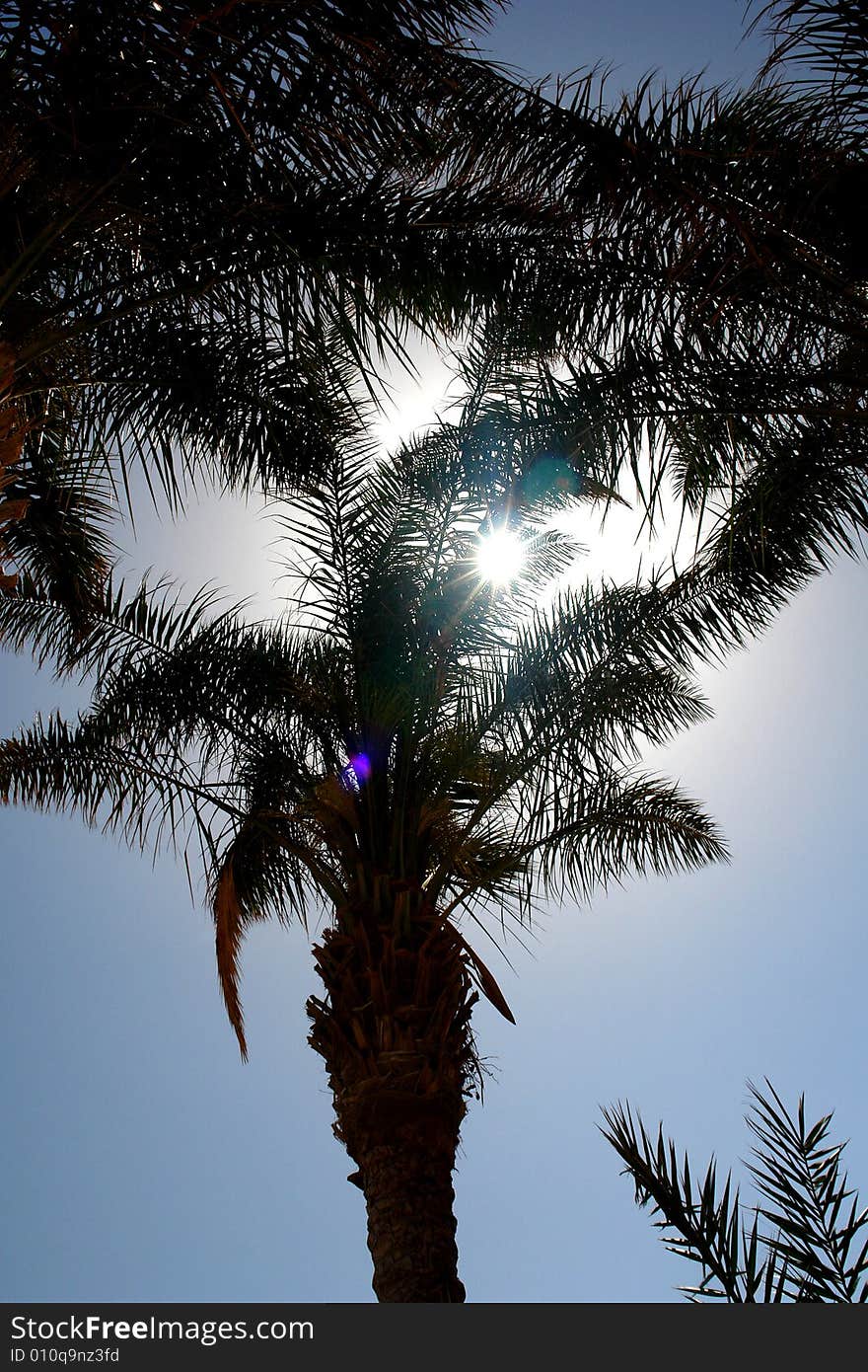 Three palms on the background of the sky