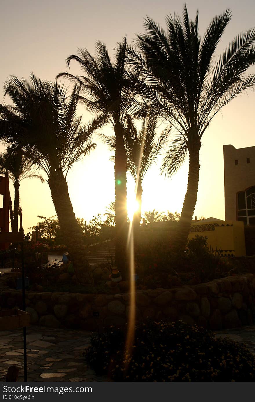 Palm trees in Africa and bright sky. Palm trees in Africa and bright sky